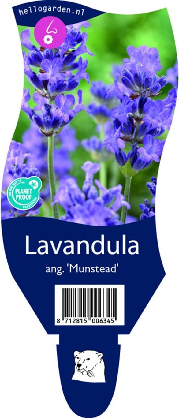 Lavandula ang. 'Munstead' - P11